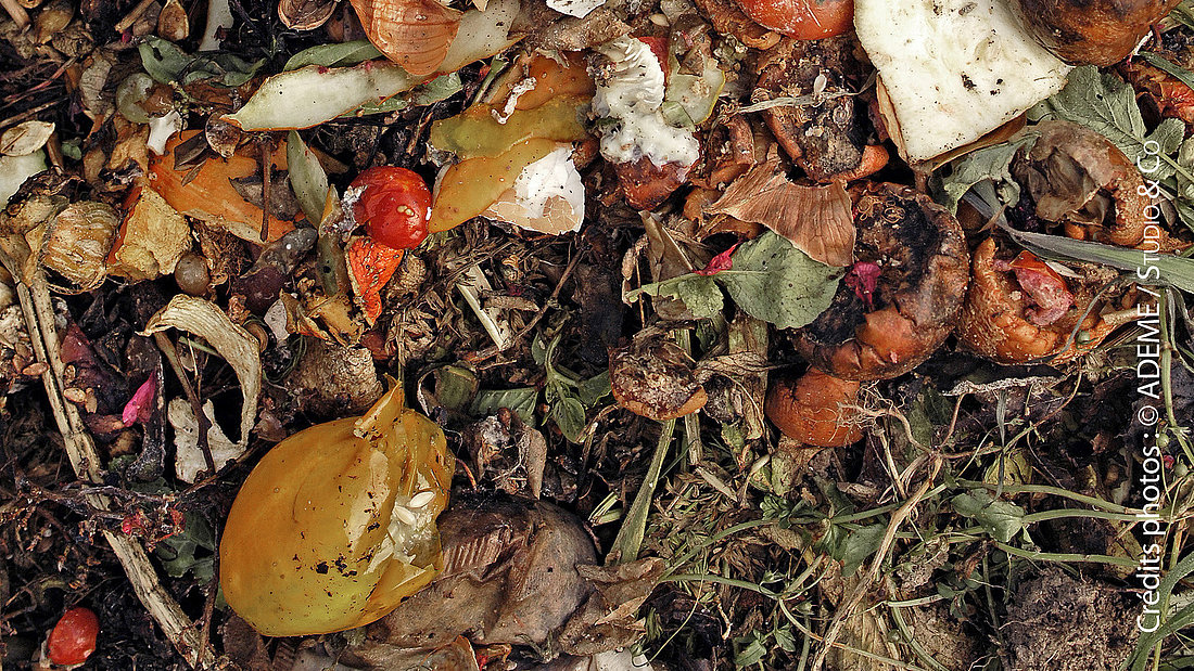 déchets de cuisine (épluchures de fruits et de légumes)