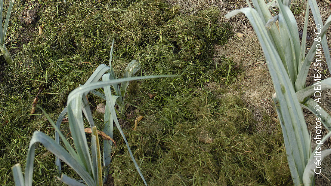 paillage d'un potager