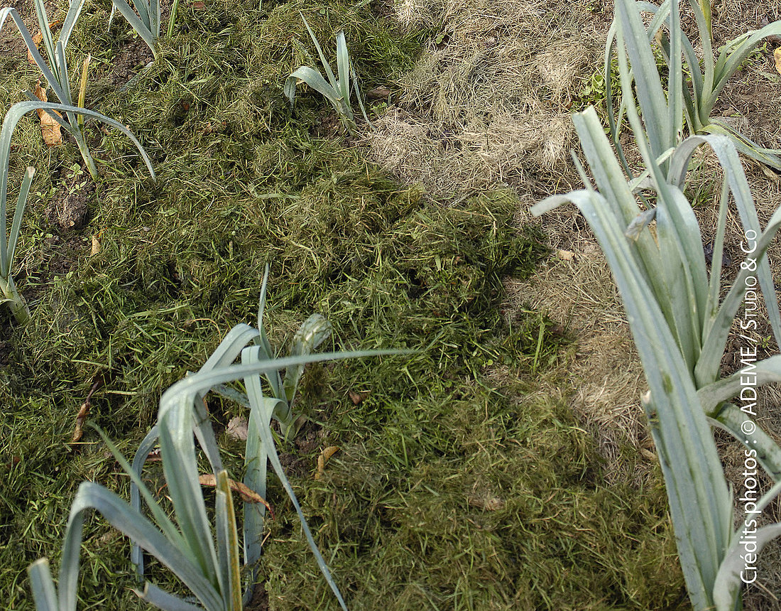 paillage d'un potager avec des tontes de pelouses